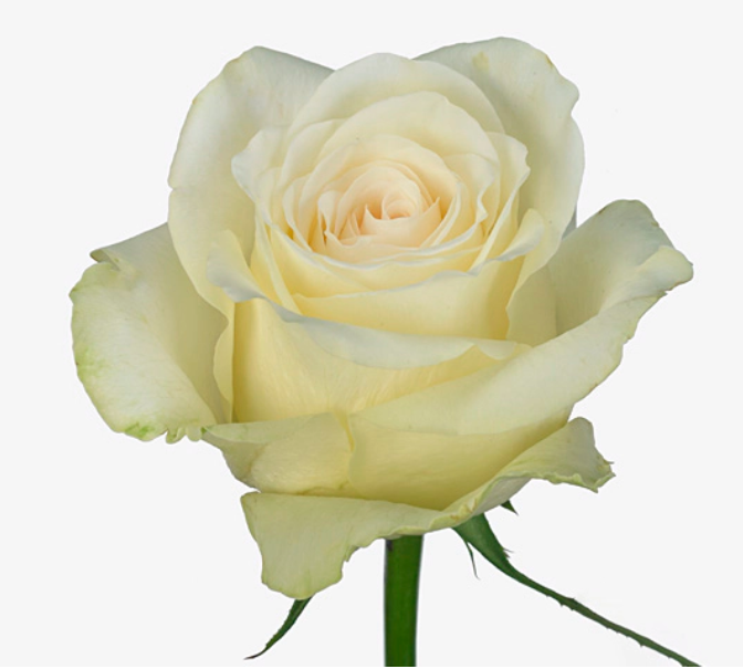 Pink Roses